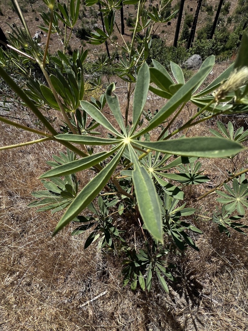 Lupinus latifolius subsp. parishii photo 5