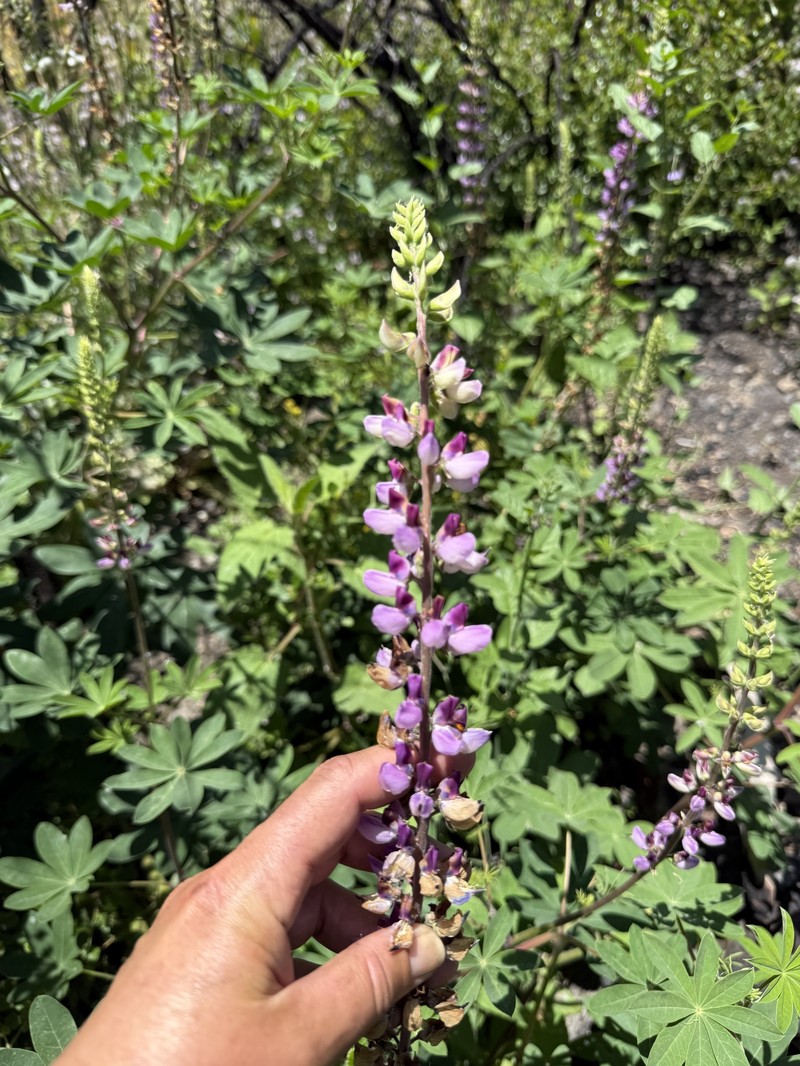 Lupinus latifolius subsp. parishii photo 6