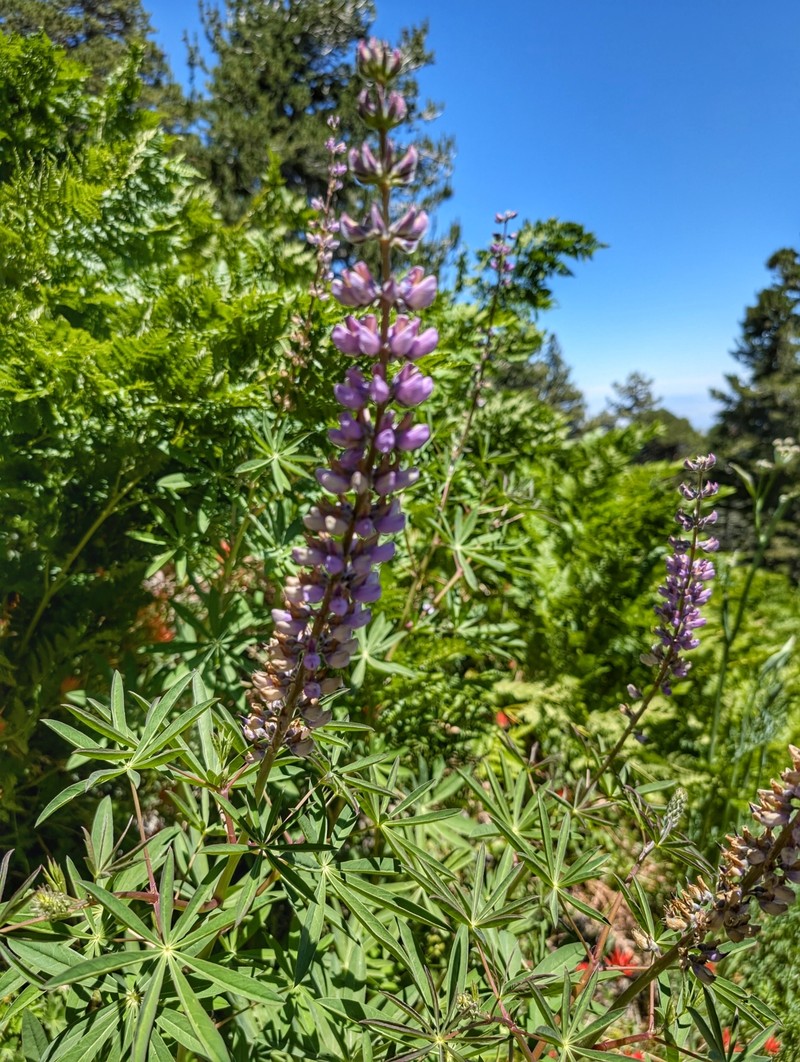 Lupinus latifolius subsp. parishii photo 7