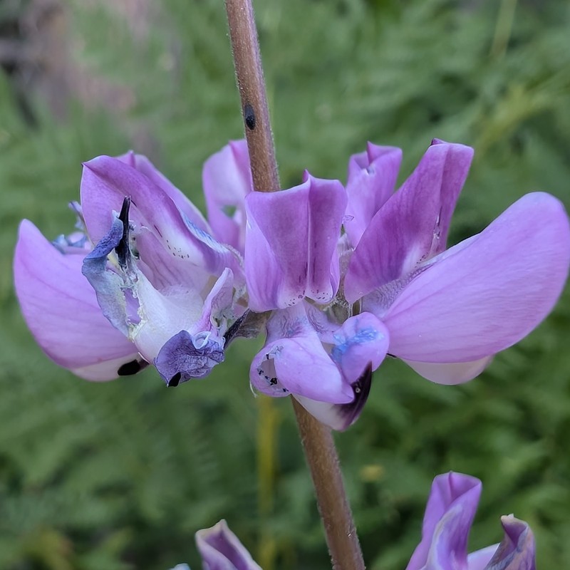 Lupinus latifolius subsp. parishii photo 8