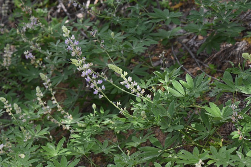 Lupinus latifolius subsp. viridifolius