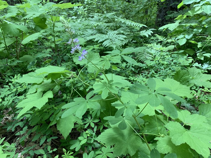 Lupinus latifolius subsp. viridifolius photo 2