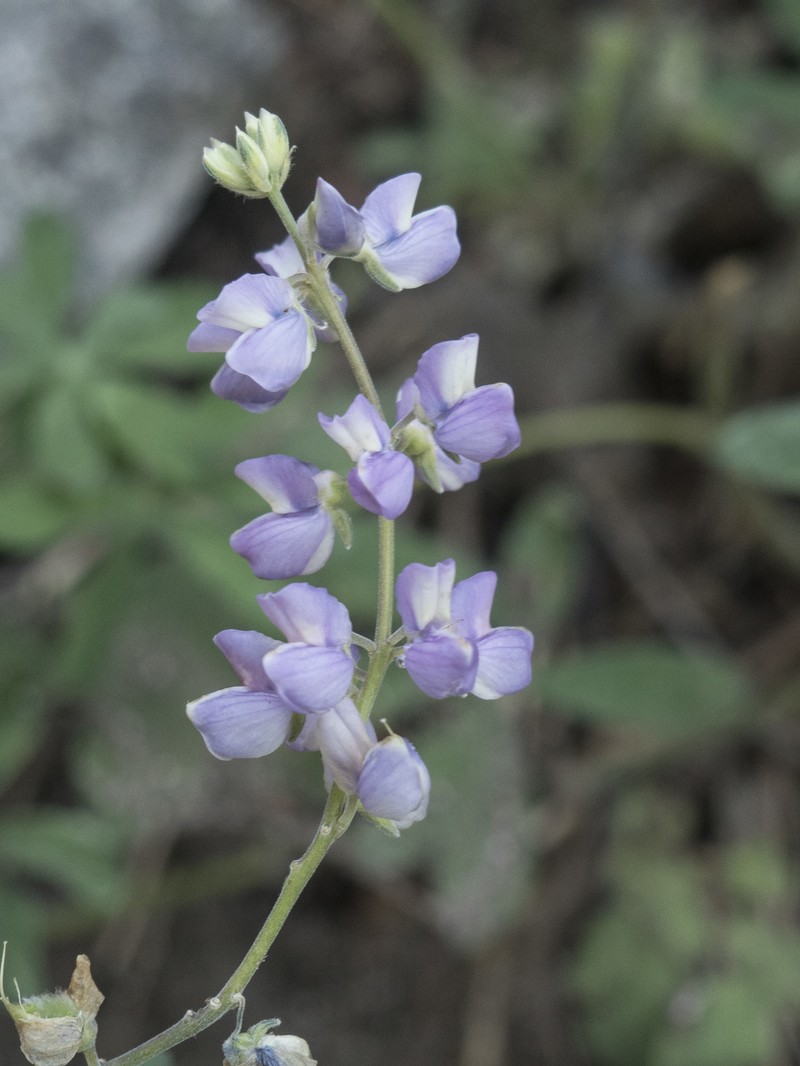 Lupinus latifolius subsp. viridifolius photo 3