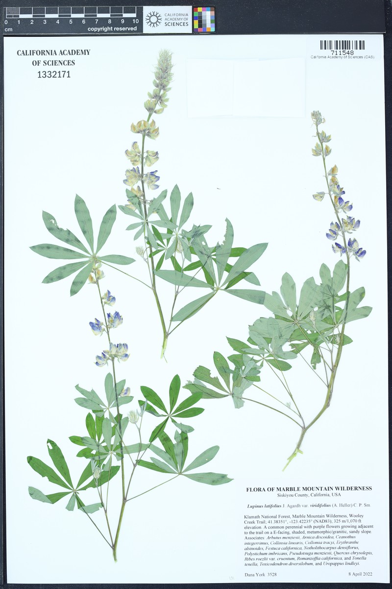 Lupinus latifolius subsp. viridifolius photo 4