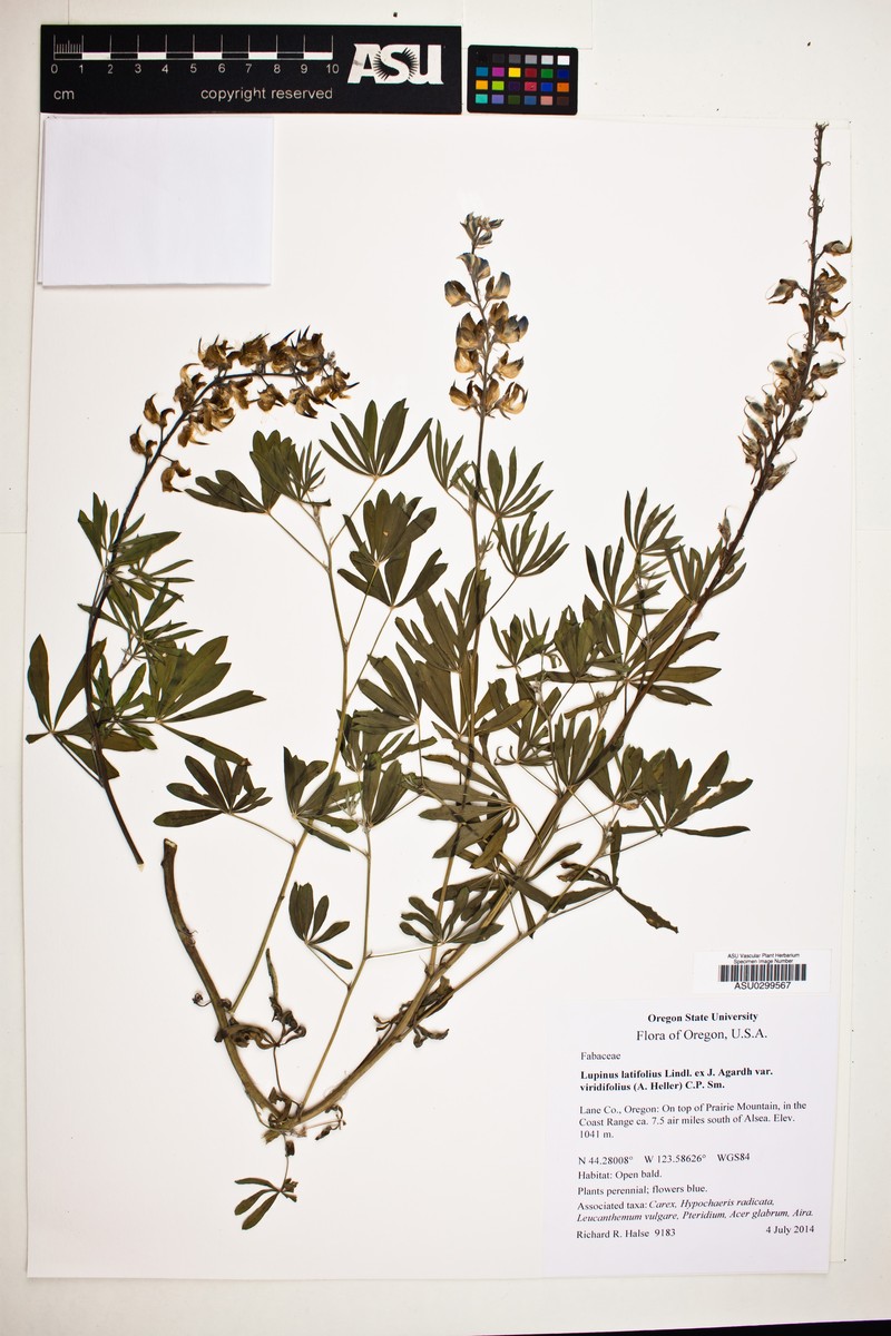 Lupinus latifolius subsp. viridifolius photo 5