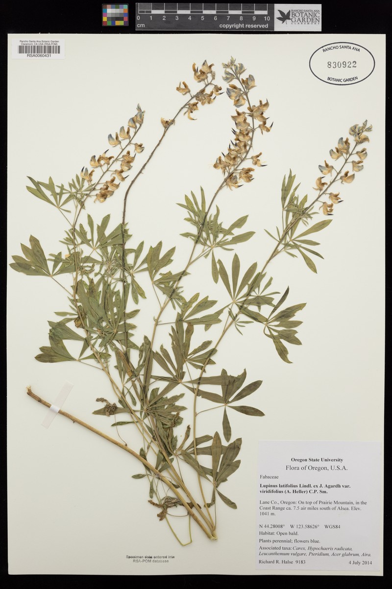 Lupinus latifolius subsp. viridifolius photo 6