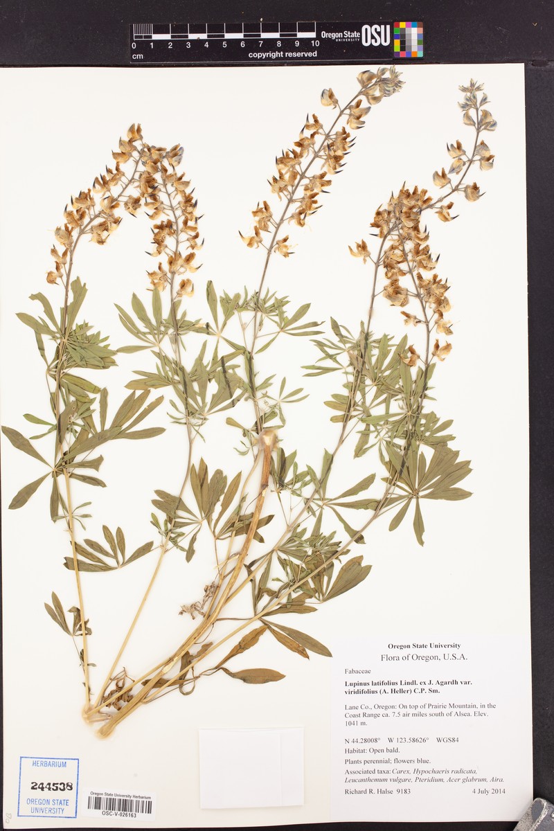 Lupinus latifolius subsp. viridifolius photo 8
