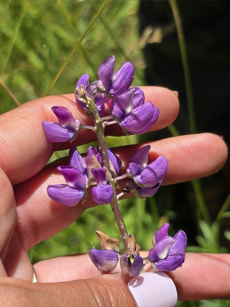 Lupinus latifolius subsp. wigginsii