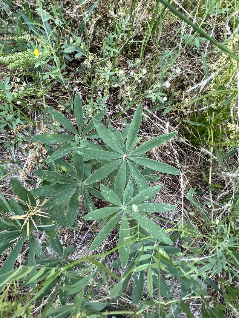 Lupinus latifolius subsp. wigginsii photo 2