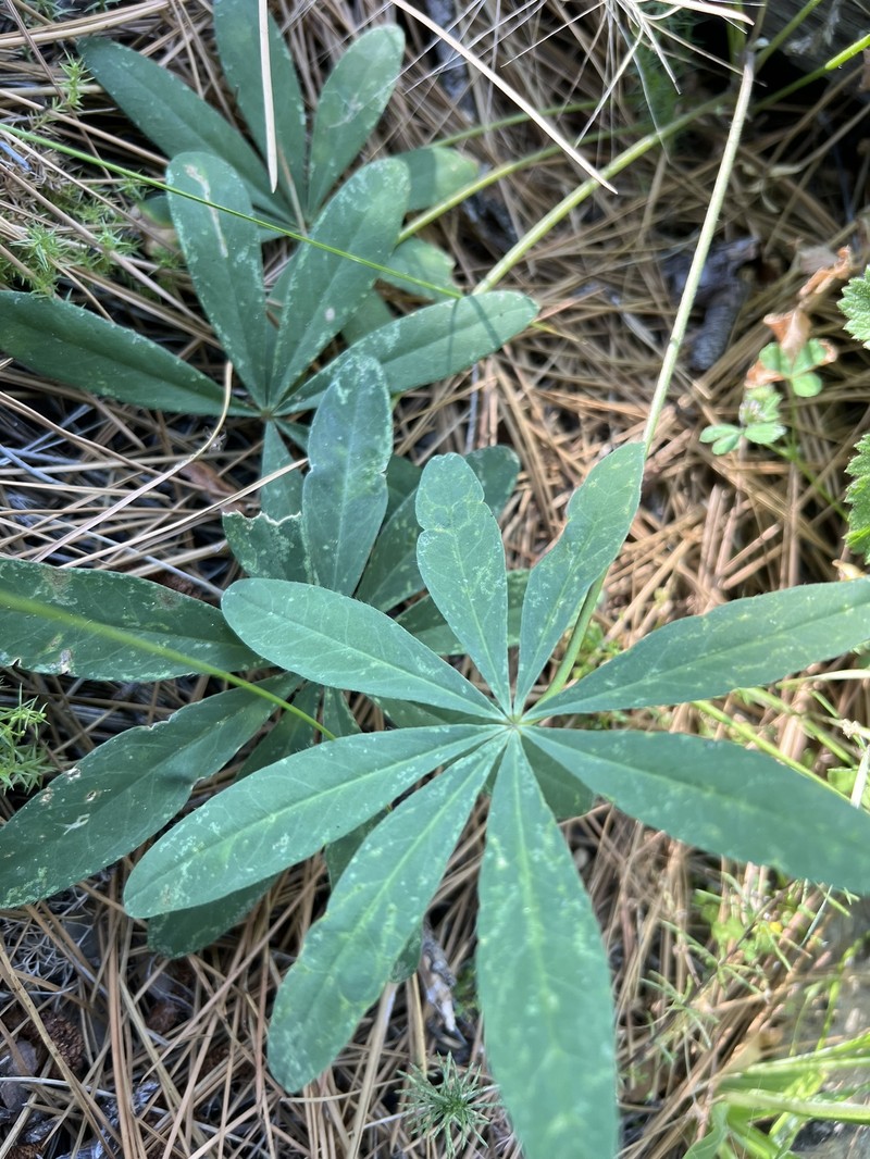 Lupinus latifolius subsp. wigginsii photo 3