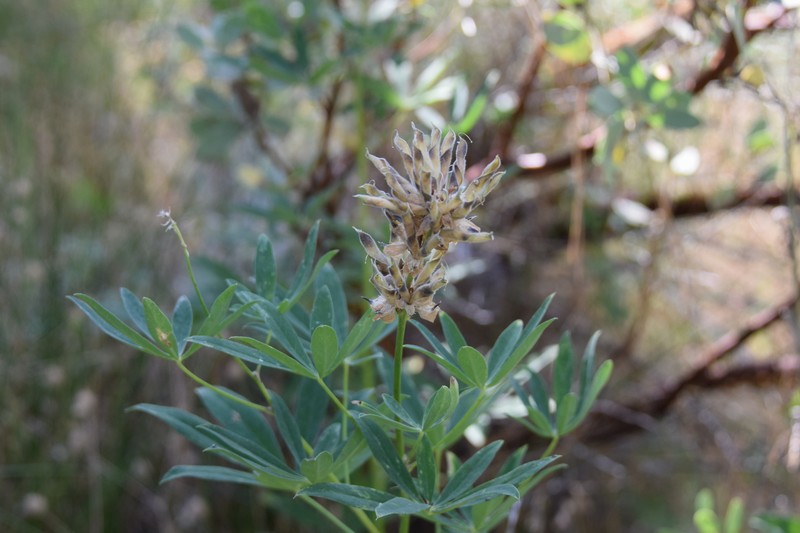 Lupinus latifolius subsp. wigginsii photo 4