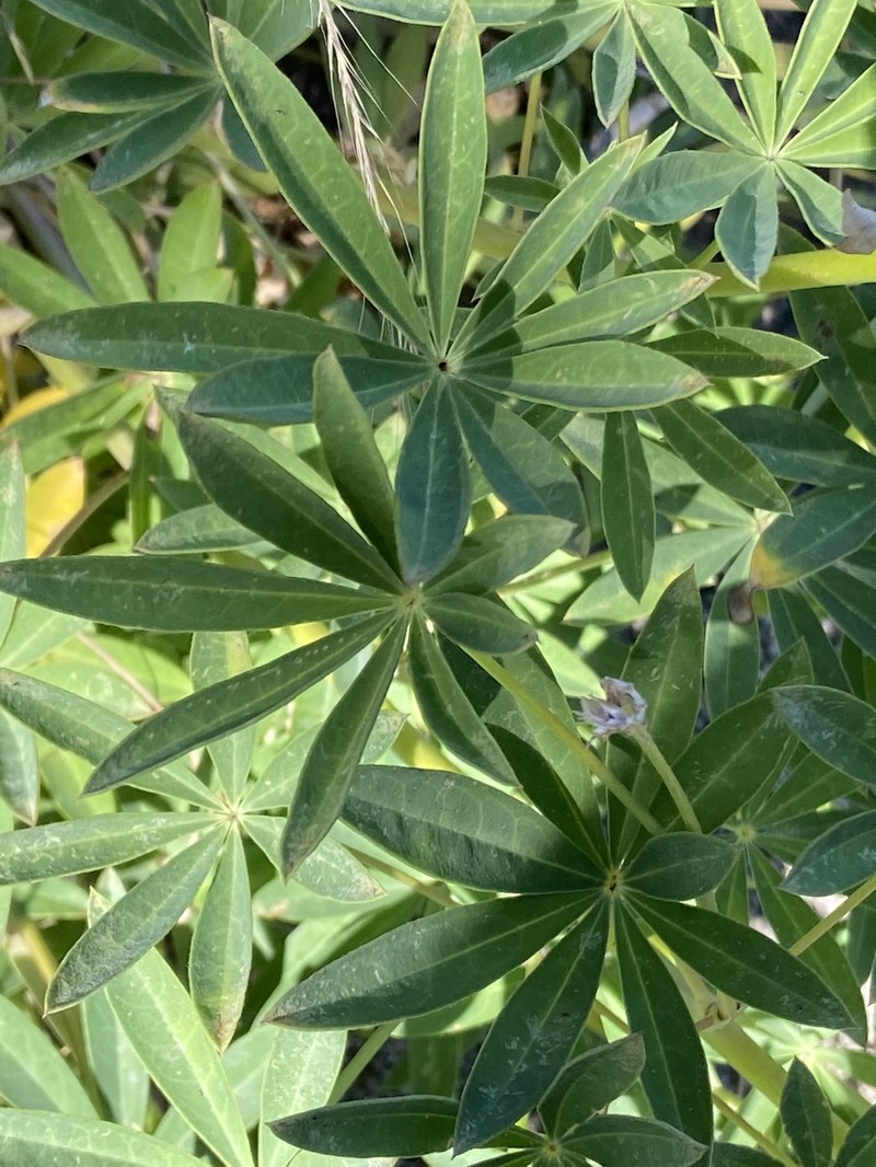 Lupinus latifolius subsp. wigginsii photo 5