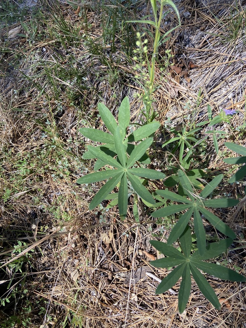 Lupinus latifolius subsp. wigginsii photo 6
