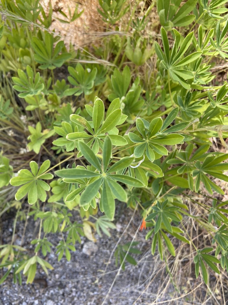 Lupinus latifolius subsp. wigginsii photo 7