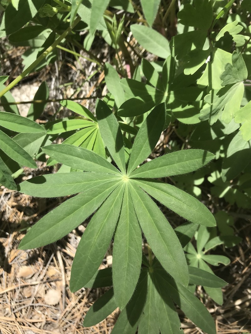 Lupinus latifolius subsp. wigginsii photo 8
