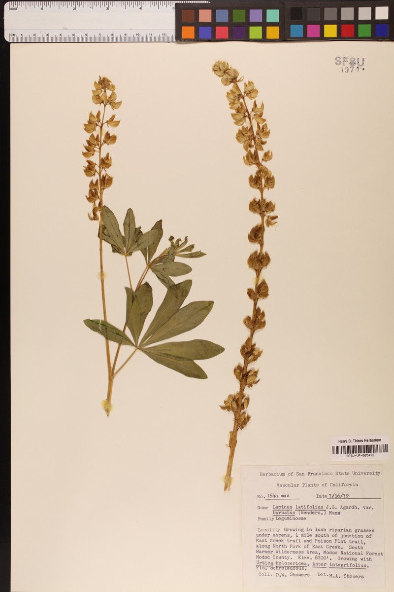 Lupinus latifolius var. barbatus