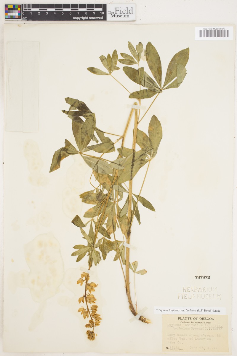 Lupinus latifolius var. barbatus photo 2