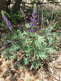 Lemmon's Lupine
