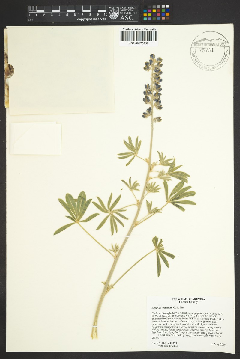 Lemmon's Lupine photo 4