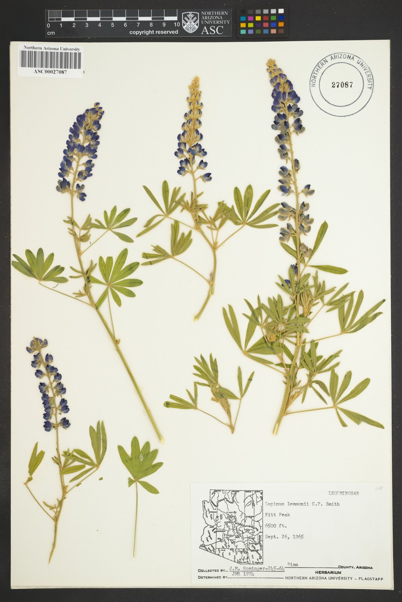 Lemmon's Lupine photo 5