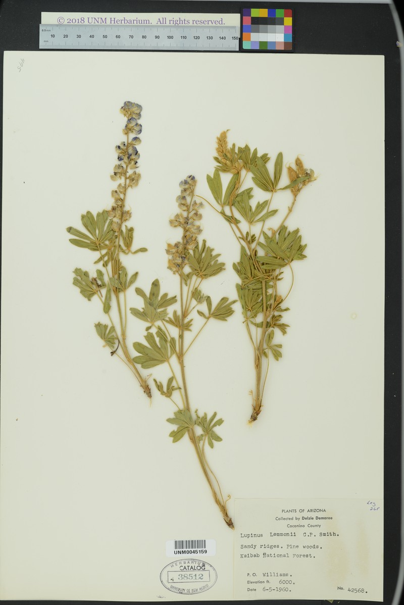 Lemmon's Lupine photo 6