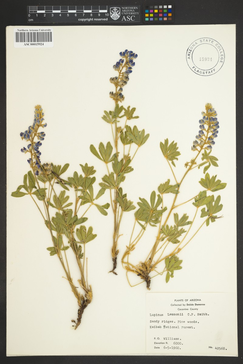 Lemmon's Lupine photo 7