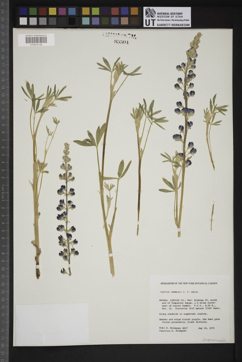 Lemmon's Lupine photo 8