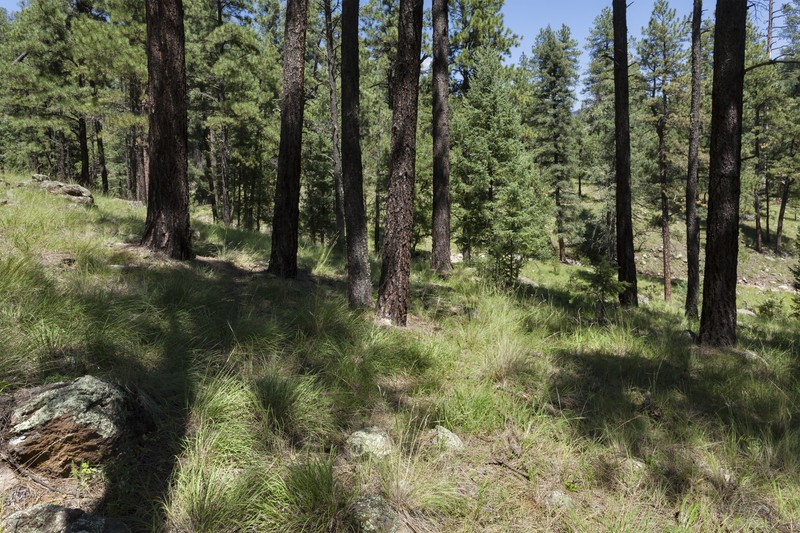 Lemmon's Lupine photo 2