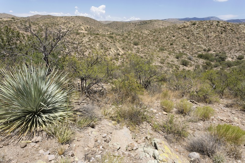 Lemmon's Lupine photo 3