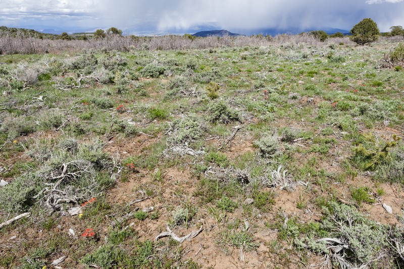 Lemmon's Lupine photo 5