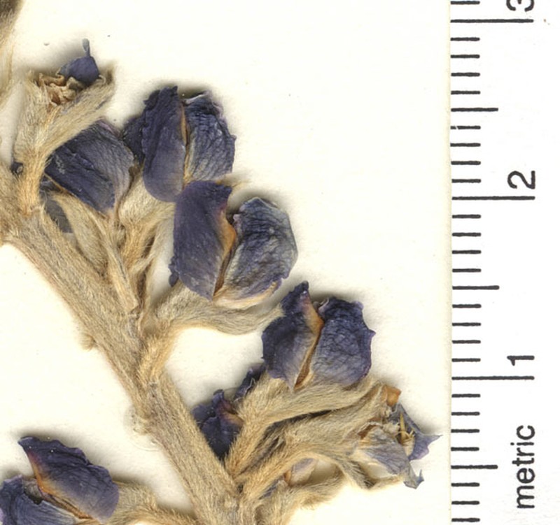 Lemmon's Lupine photo 3