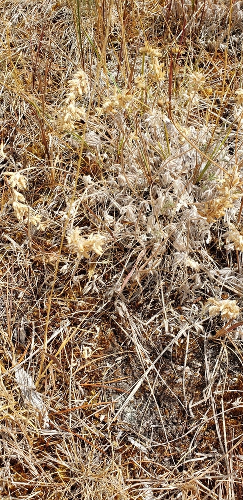 Pacific Lupine photo 2