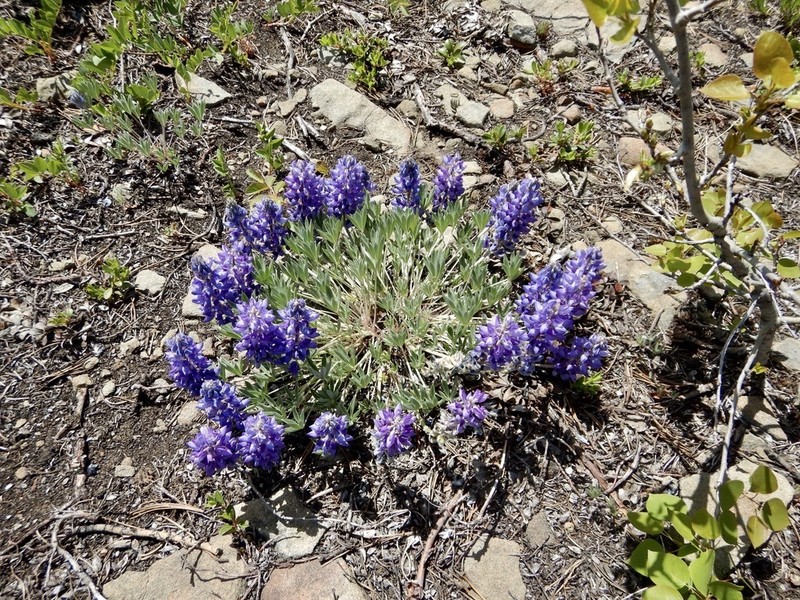 Pacific Lupine photo 3