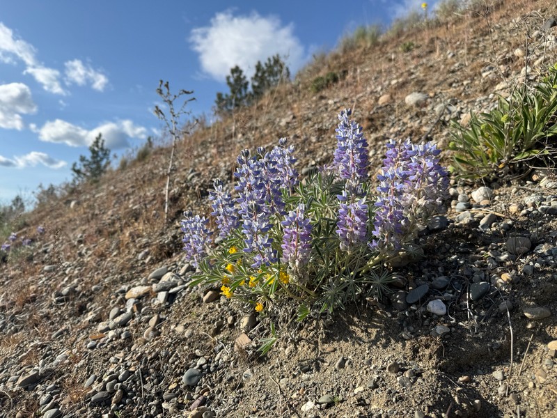 Pacific Lupine photo 4