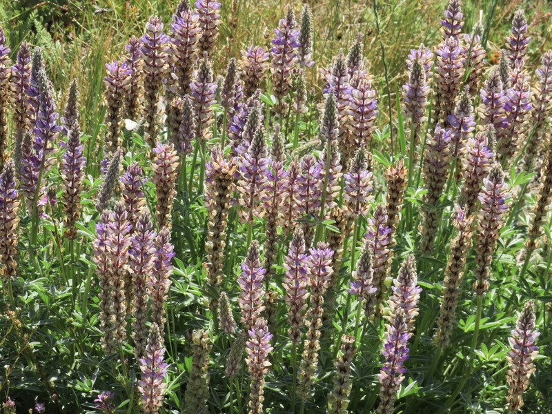 Pacific Lupine photo 5