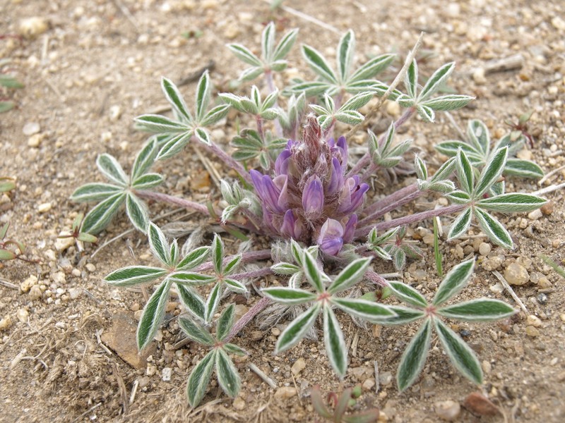Pacific Lupine photo 6