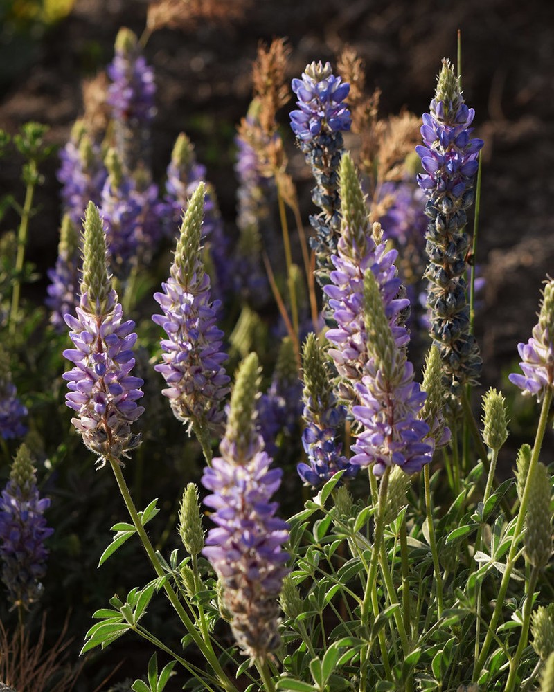 Pacific Lupine photo 7