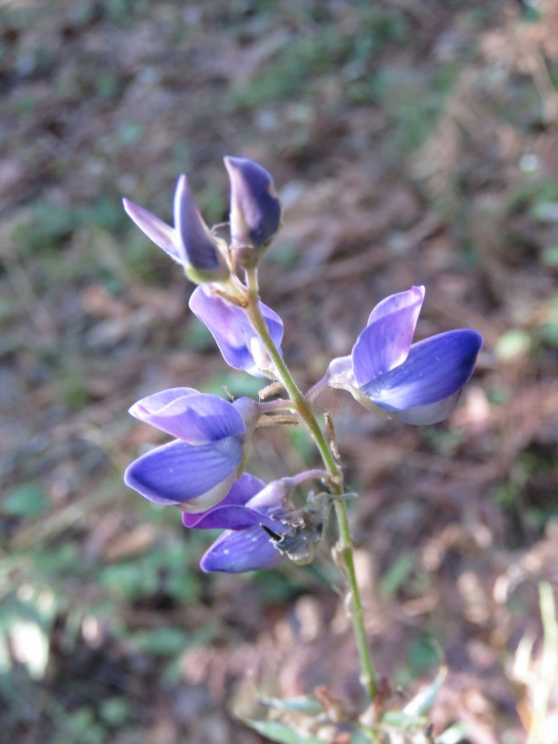 Lupinus leptocarpus
