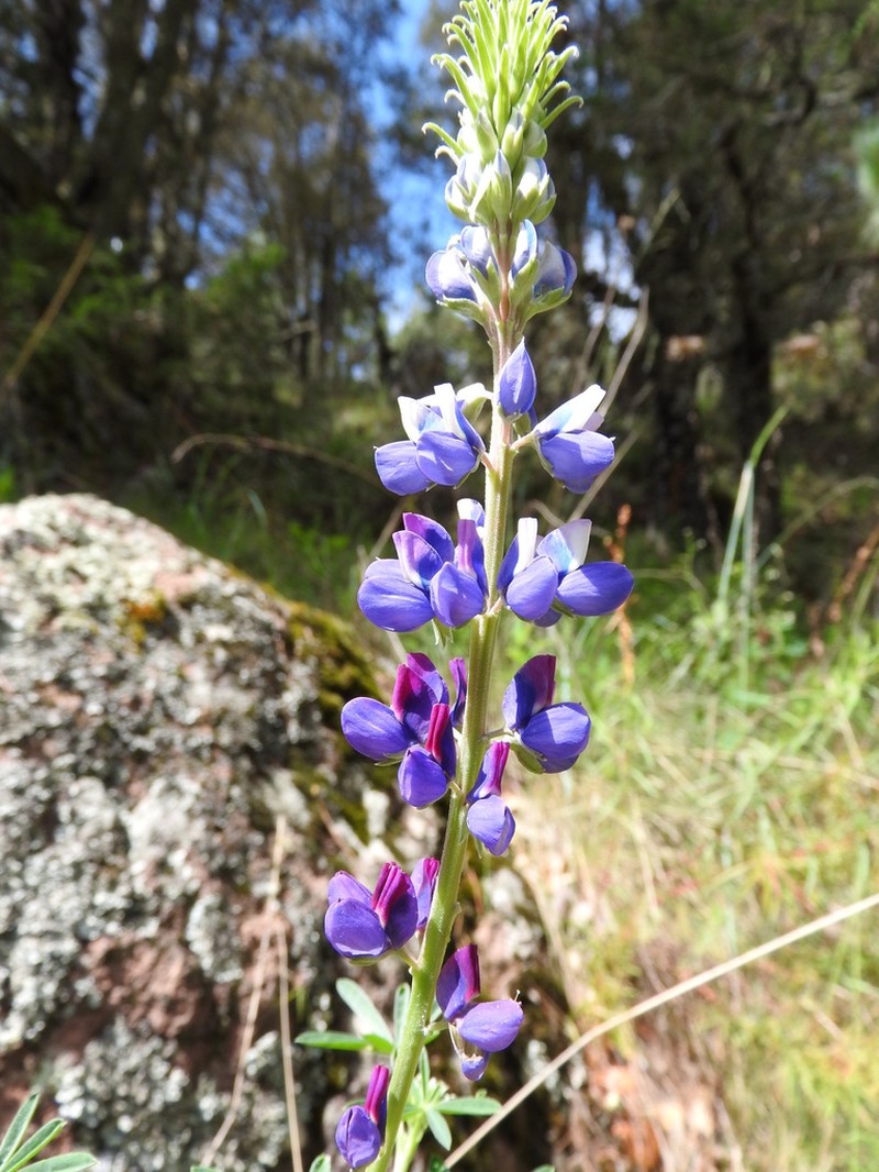 Lupinus leptocarpus photo 2