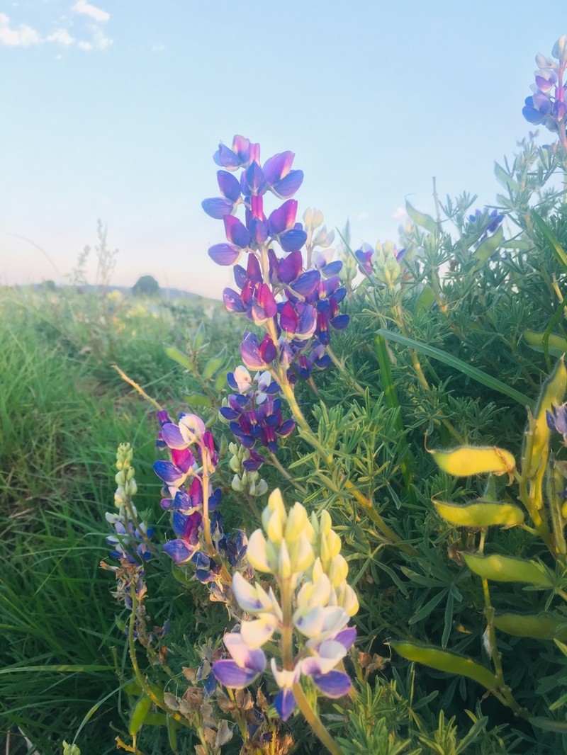 Lupinus leptophyllus photo 2