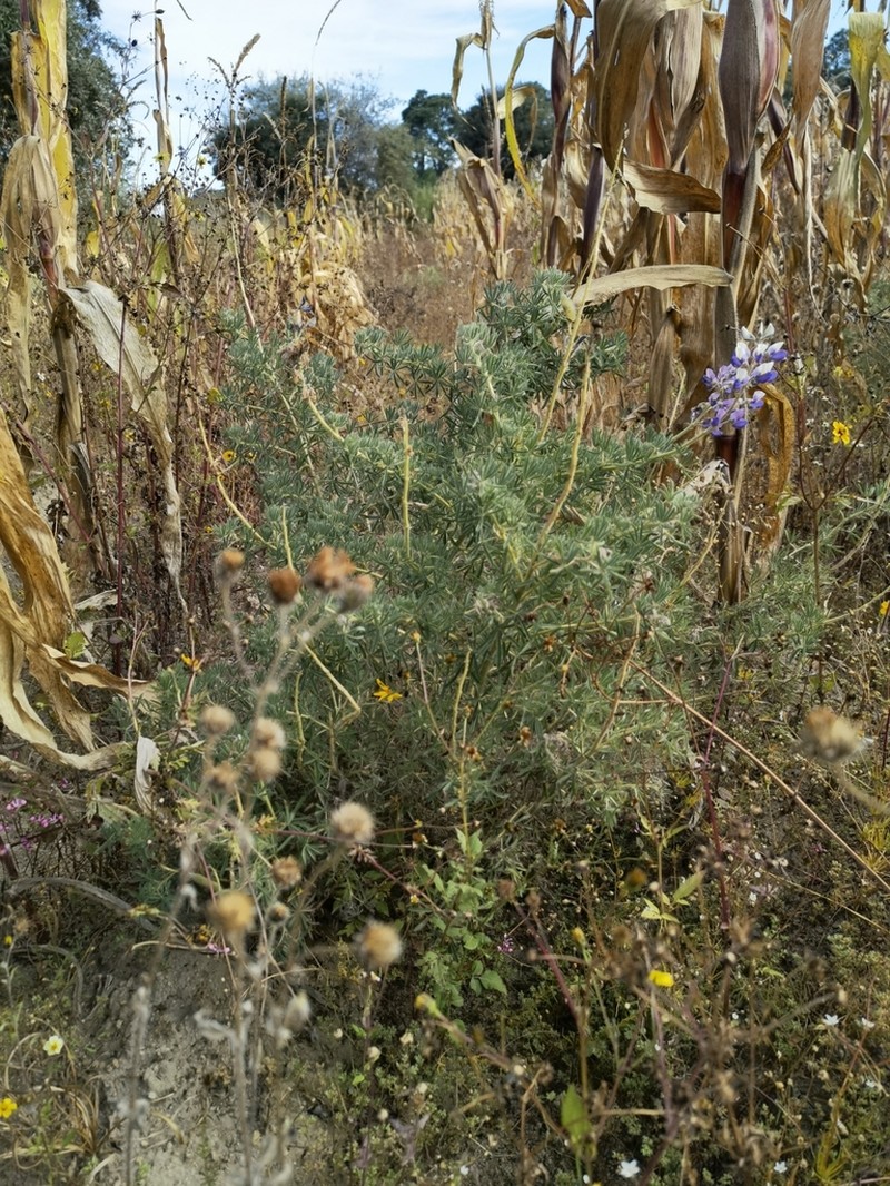 Lupinus leptophyllus photo 3