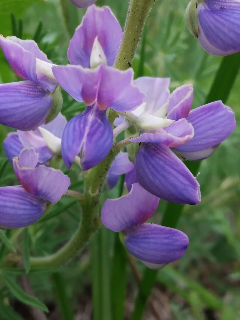 Lupinus leptophyllus photo 4