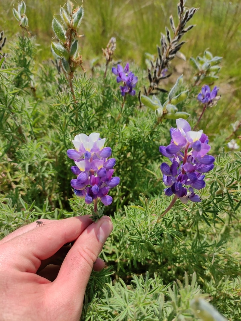 Lupinus leptophyllus photo 5
