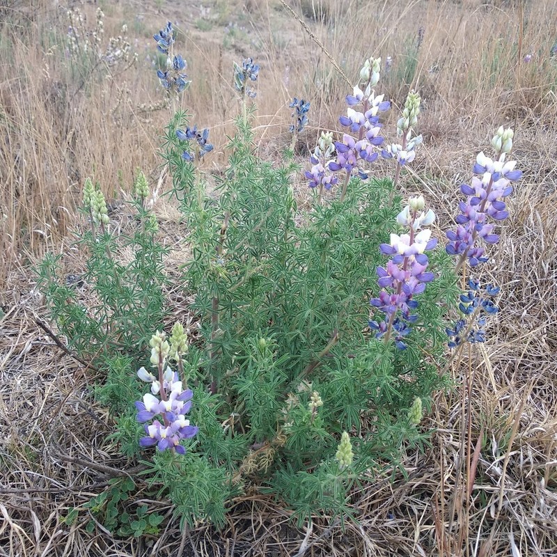 Lupinus leptophyllus photo 6