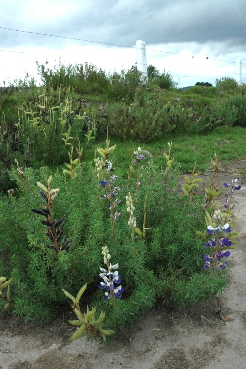 Lupinus leptophyllus photo 7
