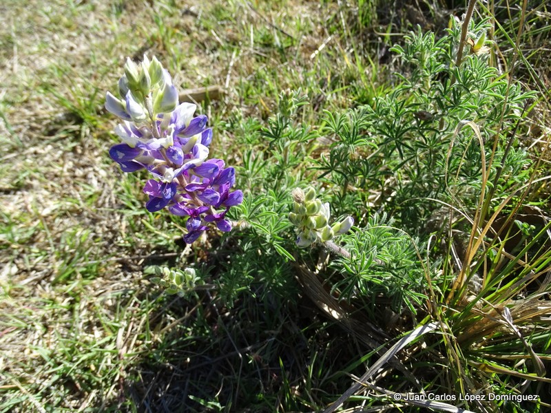 Lupinus leptophyllus photo 8