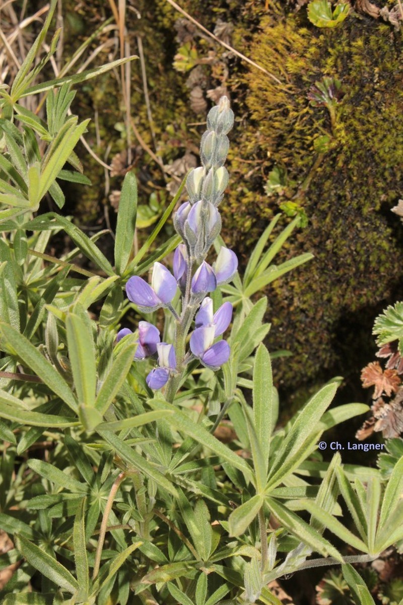 Lupinus lespedezoides