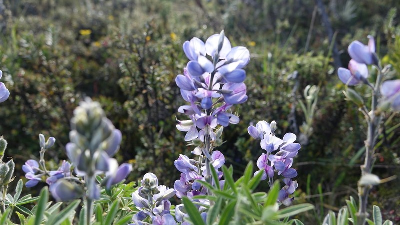 Lupinus lespedezoides photo 2