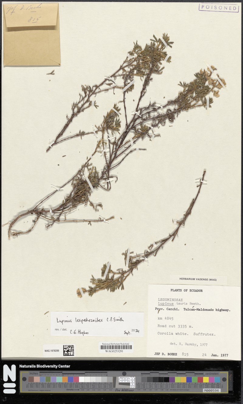 Lupinus lespedezoides photo 3