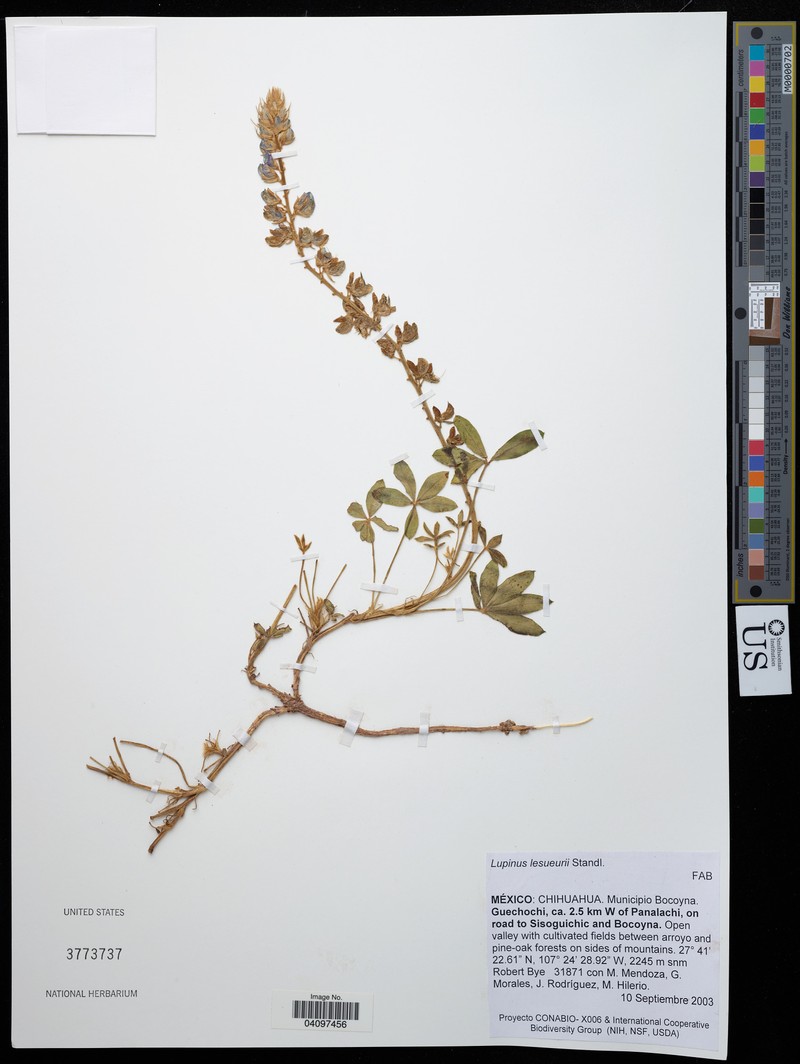Lupinus lesueurii